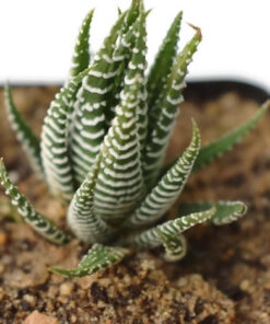 Haworthia Fasciata Zebra succulent live plant