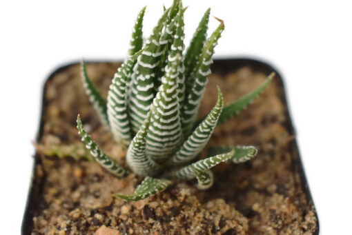 Haworthia Fasciata Zebra succulent live plant