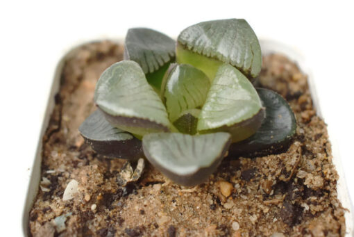 Haworthia springbokvlakensis Rare succulent live plant