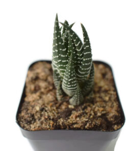 Haworthia reinwardtii succulent live plant