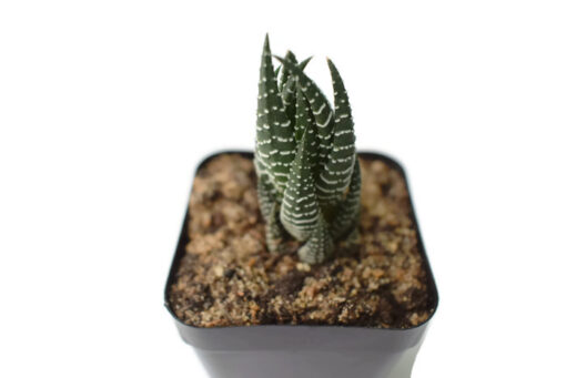 Haworthia reinwardtii succulent live plant