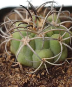 Gymnocalycium saglionis