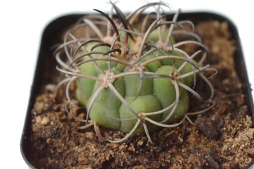 Gymnocalycium saglionis