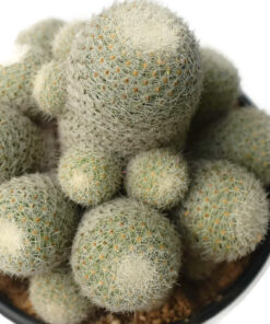 Mammillaria prolifera