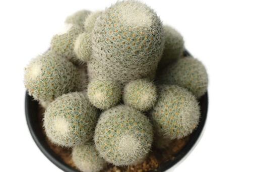 Mammillaria prolifera