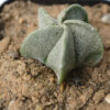 Astrophytum myriostigma
