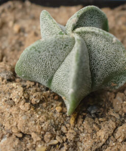 Astrophytum myriostigma