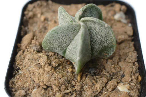 Astrophytum myriostigma