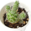 Mammillaria gracilis