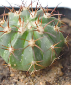 Melocactus Cactus