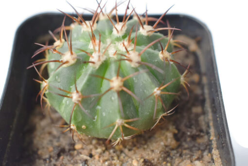 Melocactus Cactus