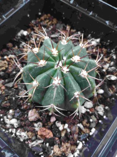 Melocactus Cactus live plant photo review