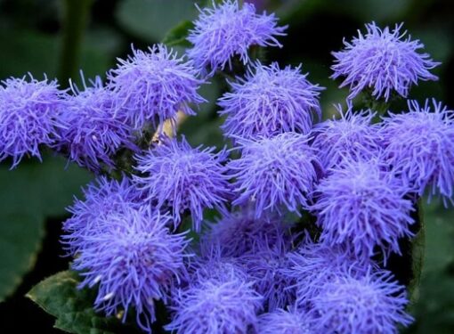 Ageratum