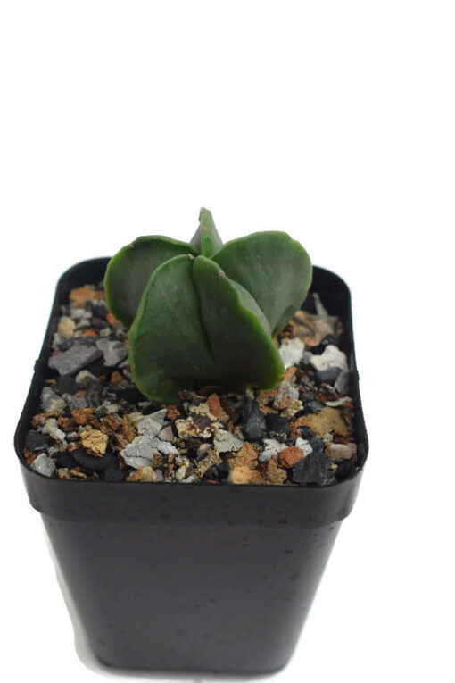 astrophytum myriostigma nudum