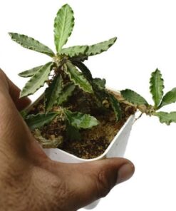 Euphorbia decaryi succulent plant