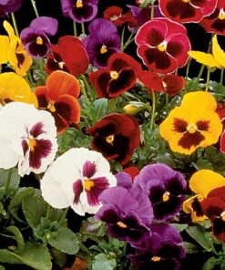 Pansy F1 Majestic giant