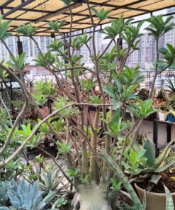 adenium thai soco