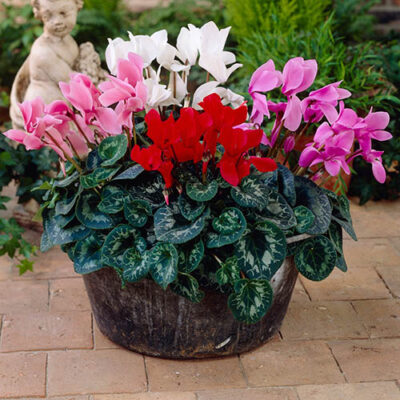 Cyclamen Mammoth hybrid f1 buy at www.seedsnpots.com