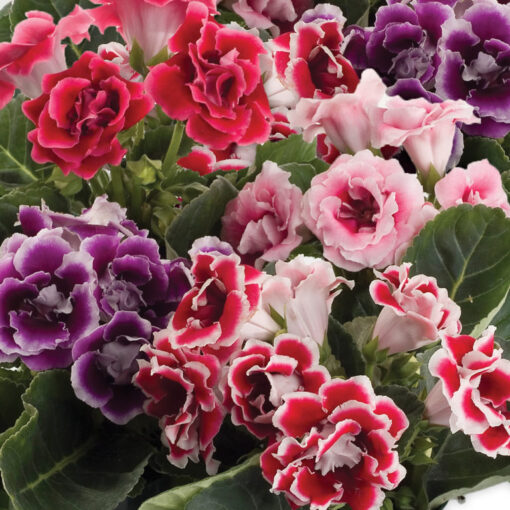 Gloxinia Double Brocade