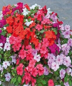 impatiens baby