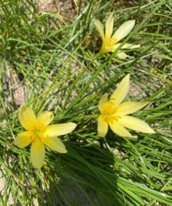 Rain lily Lime bulbs -flower bulbs pack of 5 bulbs