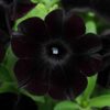 Petunia Black Cherry