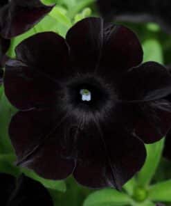 Petunia Black Cherry