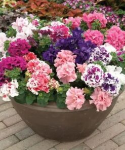 petunia double mix