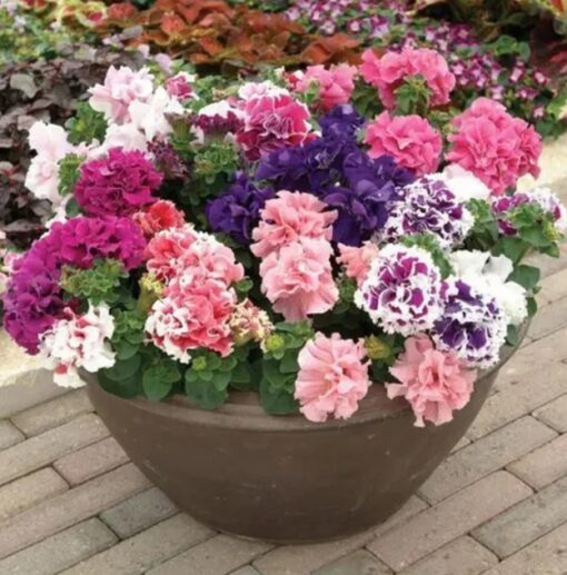 petunia double mix