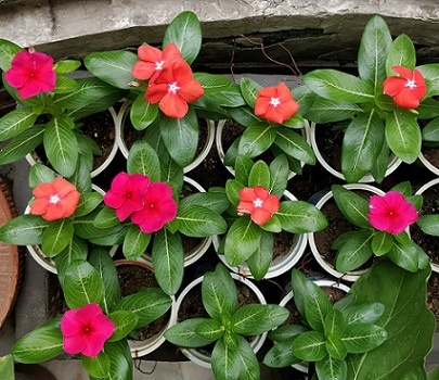 Vinca Tattoo Tangerine  Seeds Pack of 10 seeds Imported photo review