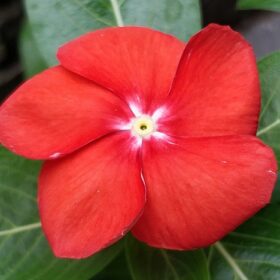 Vinca Tattoo Tangerine  Seeds Pack of 10 seeds Imported photo review