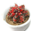 Gymnocalycium mihanovichii Variegated Red