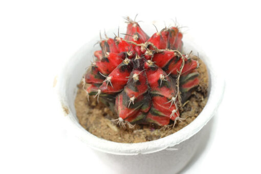 Gymnocalycium mihanovichii Variegated Red