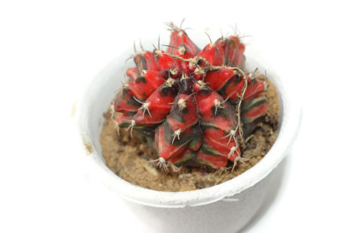 Gymnocalycium mihanovichii Variegated