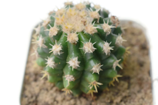 Echinocactus grusonii brevispinus