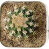 Echinocactus grusonii brevispinus Cactus plant