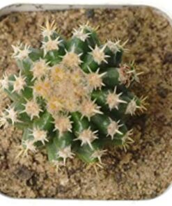 Echinocactus grusonii brevispinus Cactus plant