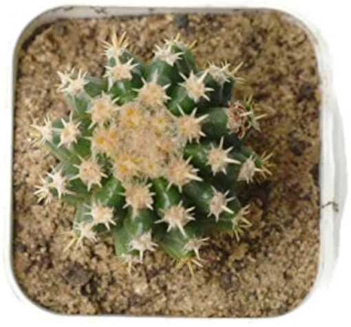 Echinocactus grusonii brevispinus Cactus plant