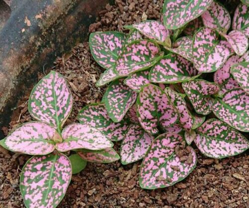 Hypoestes Seeds Polka Dot plant Rose color pack of 20 seeds imported photo review