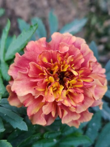 French marigold strawberry blonde seeds pack of 20 seeds Imported photo review