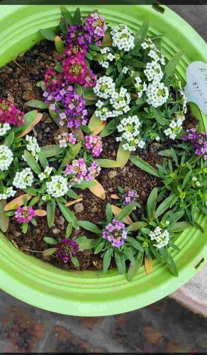 Alyssum Wonderland Mix seeds pack of 60-100 seeds Imported photo review