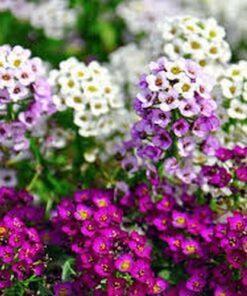Alyssum Wonderland Mix