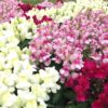 Antirrhinum Snapdragon snapshot mix