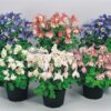 Aquilegia Cameo