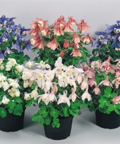 Aquilegia Cameo