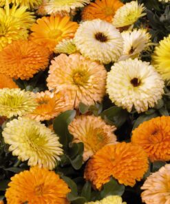 calendula bon bon