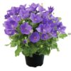 Campanula Avida blue