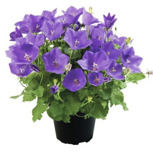 Campanula Avida blue