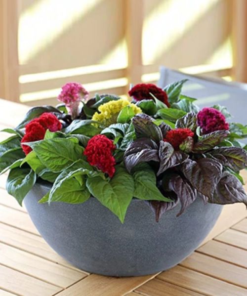 Celosia Cristata Brainiac