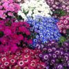 cineraria seeds